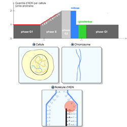 Le cycle cellulaire