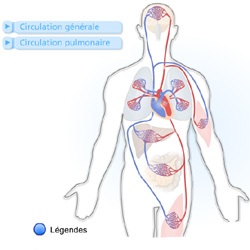 La circulation sanguine