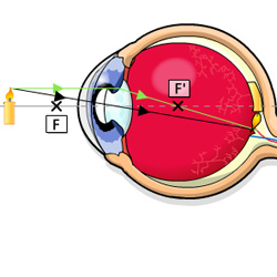 L'oeil : principe de la vision